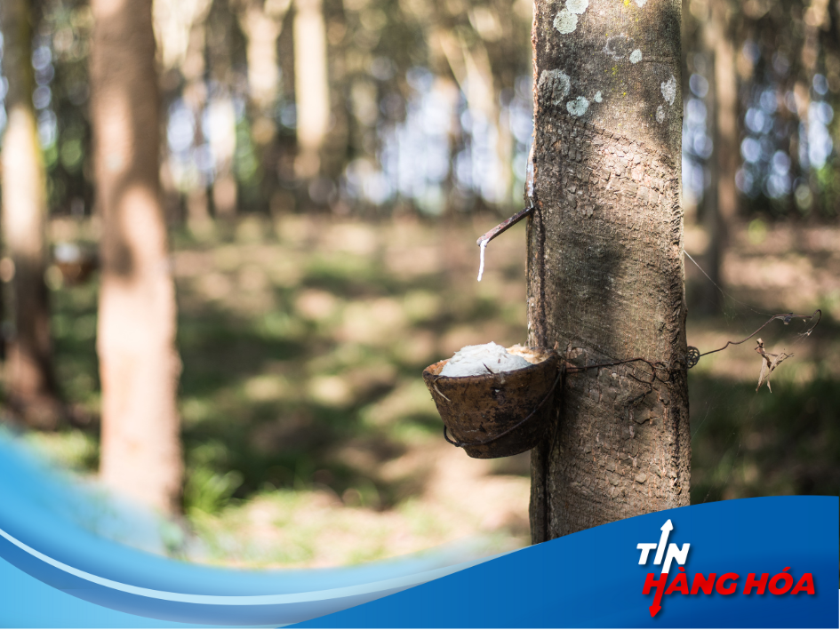 Gi&aacute; cao su trong nước ng&agrave;y 23/10: Duy tr&igrave; ổn định, kh&ocirc;ng biến động